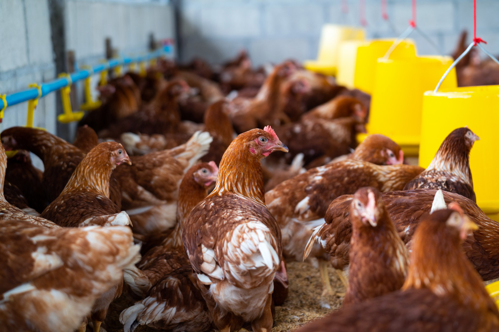 Thai poultry sector and the rights due diligence law