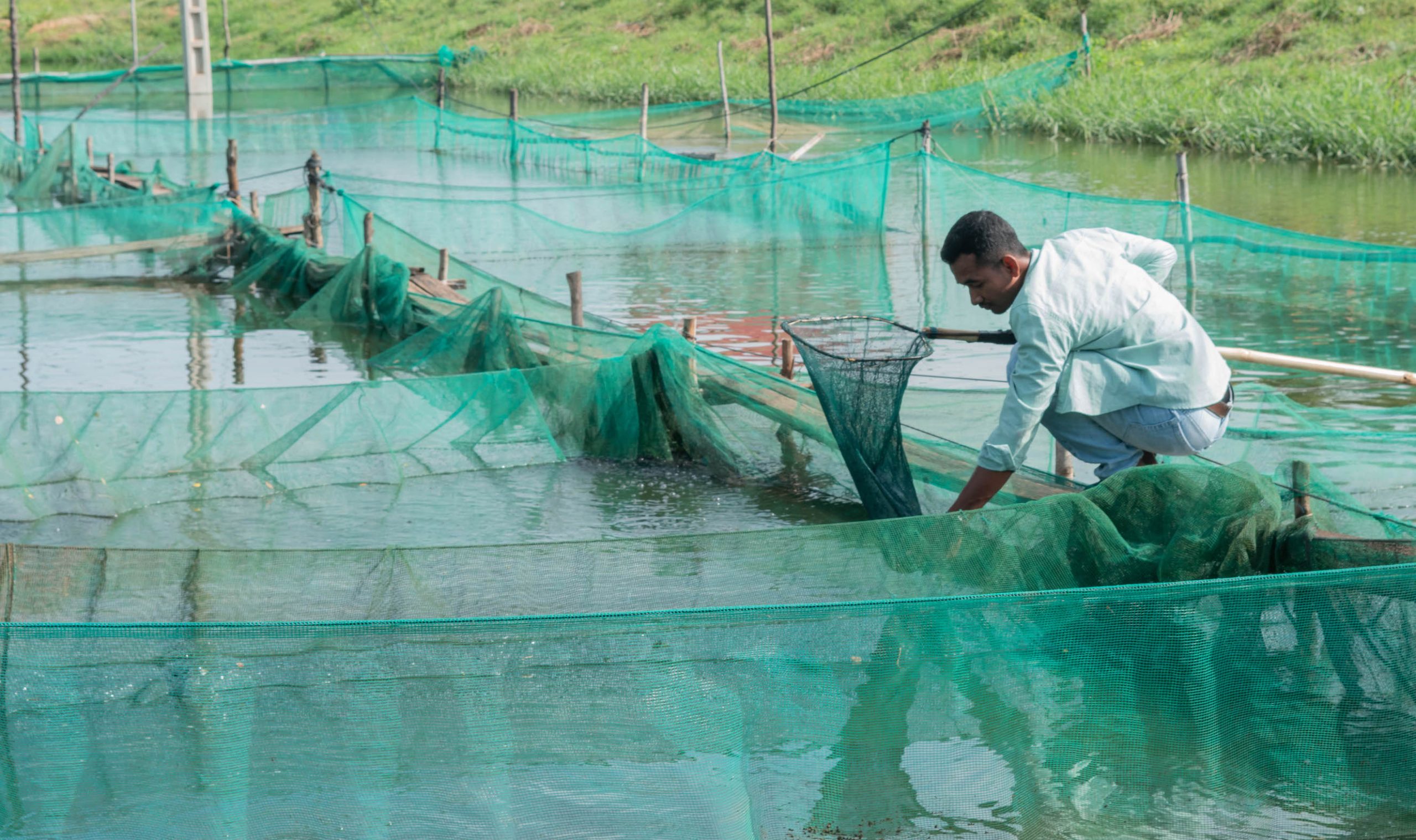 Catching-walking-catfish-fingerlings-for-counting-and-weighing-photo-by-CE-SAIN-Cambodia